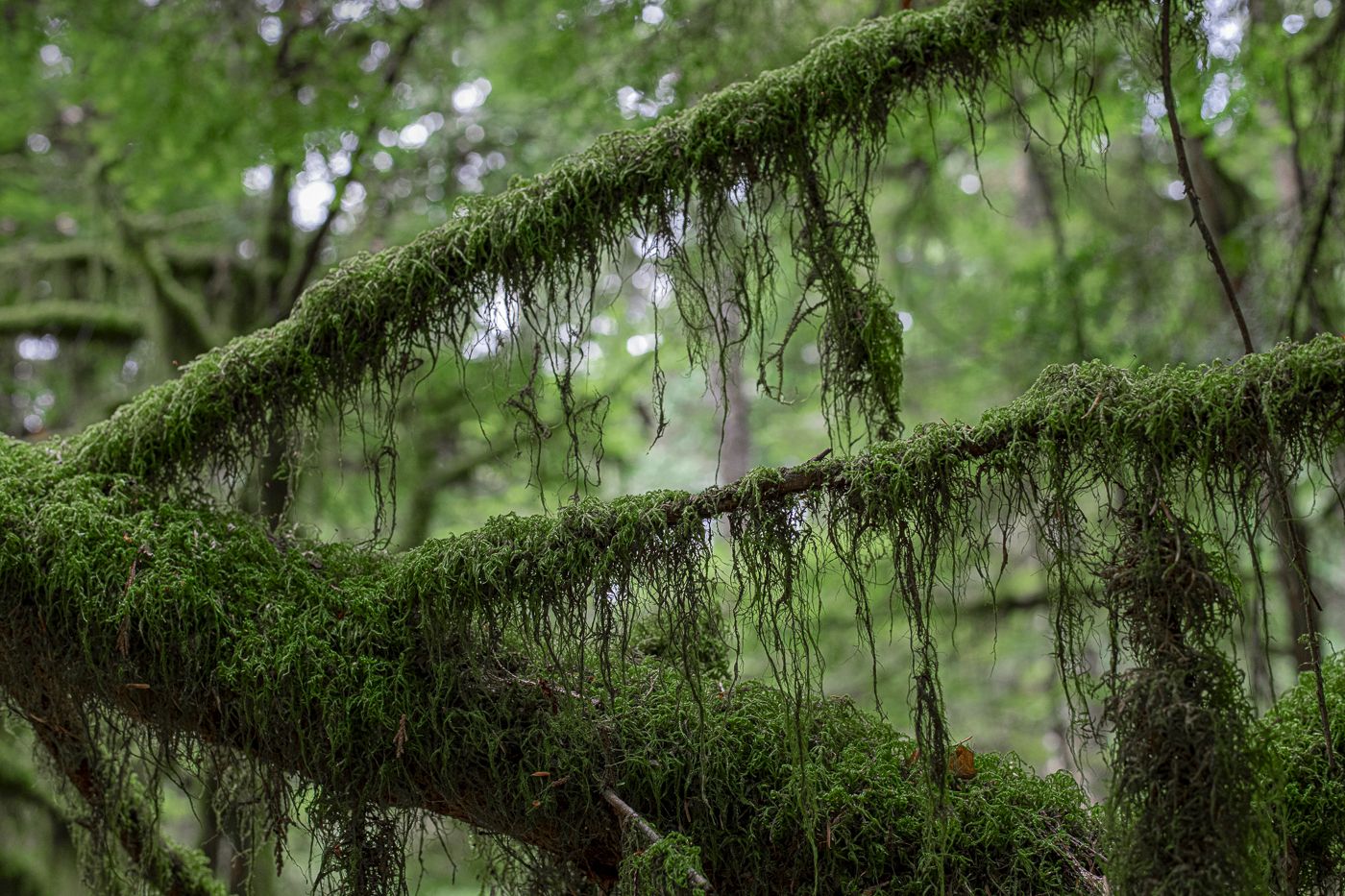 Moss-covered branches in a misty coastal forest